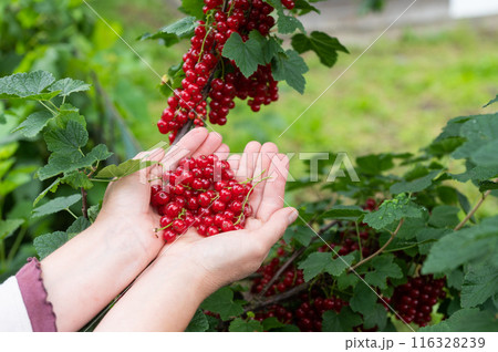 Harvesting Fresh Redcurrants by Hand in a Lush Garden Harvesting Fresh Redcurrants by Hand in a Lush Garden 116328239