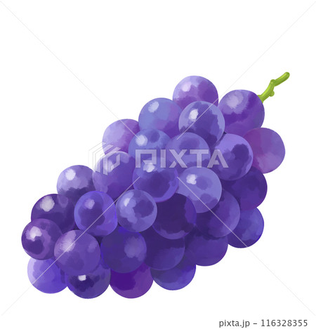 手書き風 ブドウ イラスト 手書き風 ブドウ イラスト 116328355