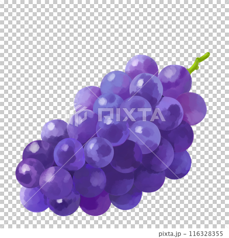 手書き風 ブドウ イラスト 手書き風 ブドウ イラスト 116328355