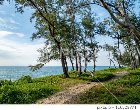 Seascape view with pine trees on beach,Aerial view beautiful sea in Phuket island Thailand Seascape view with pine trees on beach,Aerial view beautiful sea in Phuket island Thailand 116328771