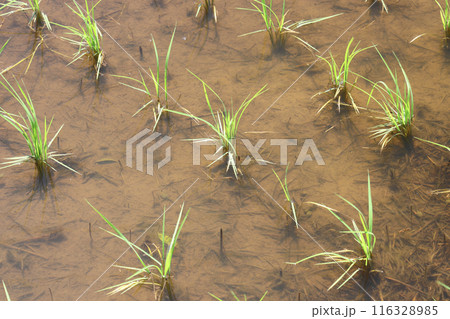 田植えを終えた田んぼ 116328985