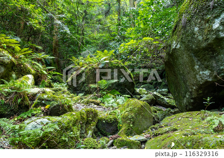 長崎の岩戸神社のコケと岩 長崎の岩戸神社のコケと岩 116329316