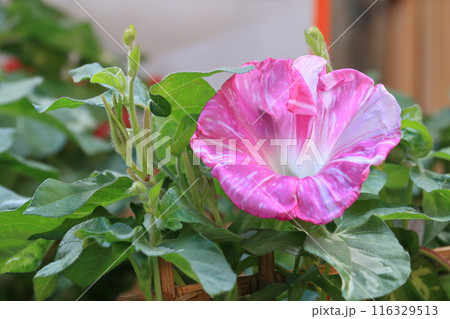 大輪の朝顔　入谷の朝顔市　東京の夏の風物詩 116329513