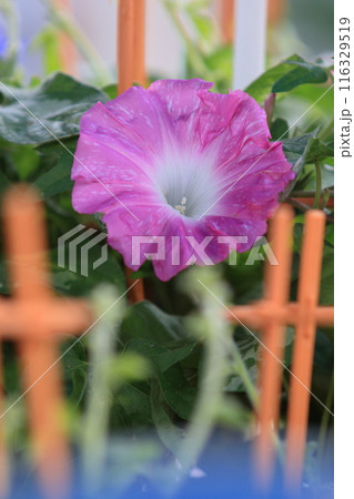 大輪の朝顔 入谷の朝顔市 東京の夏の風物詩 大輪の朝顔 入谷の朝顔市 東京の夏の風物詩 116329519