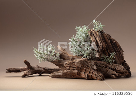 Nature scene with a composition of lavender and dry snags. 116329556
