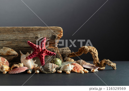 Abstract nature scene with a composition of seashell, starfish, and snags on a black background. 116329569