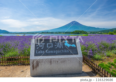 夏の河口湖　ラベンダーと富士山　大石公園 116329686