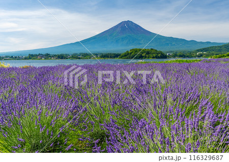 夏の河口湖 ラベンダーと富士山 大石公園 夏の河口湖 ラベンダーと富士山 大石公園 116329687