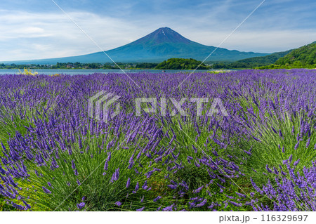 夏の河口湖 ラベンダーと富士山 大石公園 夏の河口湖 ラベンダーと富士山 大石公園 116329697