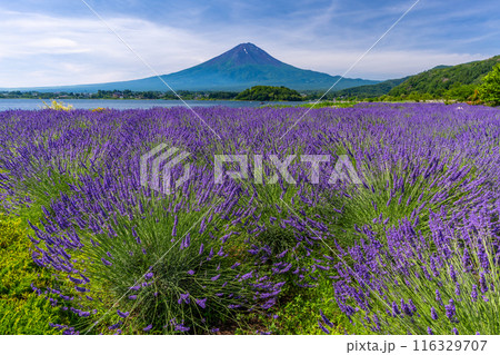 夏の河口湖　ラベンダーと富士山　大石公園 116329707