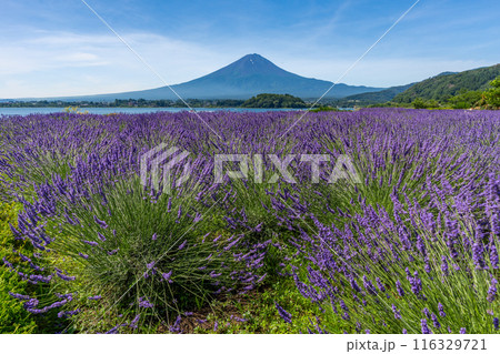 夏の河口湖　ラベンダーと富士山　大石公園 116329721