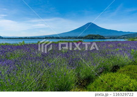夏の河口湖 ラベンダーと富士山 大石公園 夏の河口湖 ラベンダーと富士山 大石公園 116329722