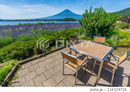 夏の河口湖　ラベンダーと富士山　大石公園 116329726