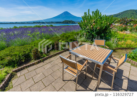 夏の河口湖 ラベンダーと富士山 大石公園 夏の河口湖 ラベンダーと富士山 大石公園 116329727