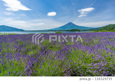 夏の河口湖　ラベンダーと富士山　大石公園 116329735