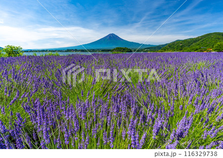 夏の河口湖　ラベンダーと富士山　大石公園 116329738