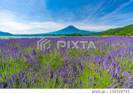 夏の河口湖 ラベンダーと富士山 大石公園 夏の河口湖 ラベンダーと富士山 大石公園 116329741