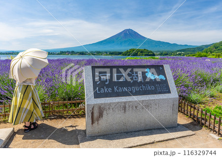 夏の河口湖 ラベンダーと富士山 大石公園 夏の河口湖 ラベンダーと富士山 大石公園 116329744