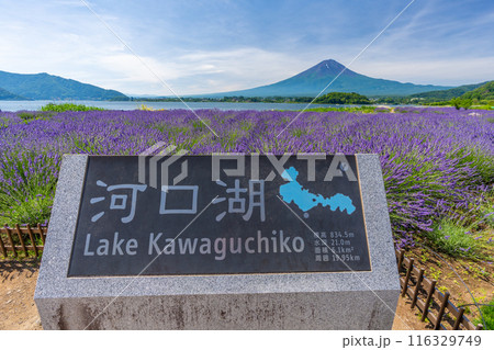 夏の河口湖　ラベンダーと富士山　大石公園 116329749