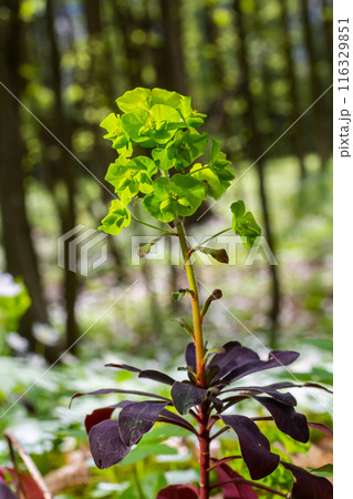 Euphorbia amygdaloides. Wood spurge with its yellowish green inflorescences Euphorbia amygdaloides. Wood spurge with its yellowish green inflorescences 116329851
