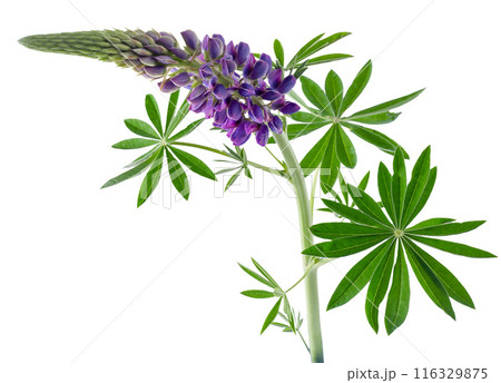Lupine flower isolated on white background Lupine flower isolated on white background 116329875