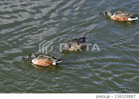 鴨 116329887
