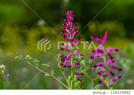 Fumaria officinalis, the common fumitory, drug fumitory or earth smoke, is a herbaceous annual flowering plant,healing for skin problems, blood purification Fumaria officinalis, the common fumitory, drug fumitory or earth smoke, is a herbaceous annual flowering plant,healing for skin problems, blood purification 116329892