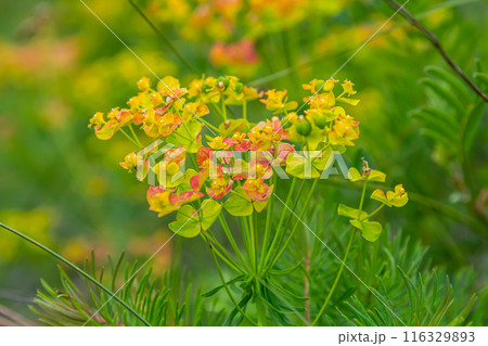 Flowers of a wild toxic plant Euphorbia cyparissias or cypress spurge 116329893