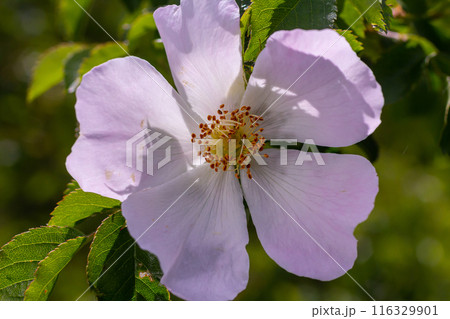 Dog rose, Rosa canina, is an important medicinal plant with pink or white flowers and is used in medicine. It is a wild rose and has red rosehip fruits in the fall Dog rose, Rosa canina, is an important medicinal plant with pink or white flowers and is used in medicine. It is a wild rose and has red rosehip fruits in the fall 116329901