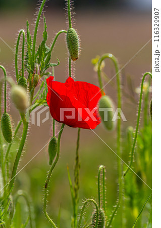 Papaver rhoeas or common poppy, red poppy is an annual herbaceous flowering plant in the poppy family, Papaveraceae, with red petals 116329907
