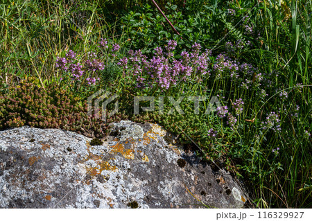 Blossoming fragrant Thymus serpyllum, Breckland wild thyme, creeping thyme, or elfin thyme close-up, macro photo. Beautiful food and medicinal plant in the field in the sunny day 116329927