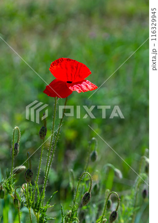 Papaver rhoeas or common poppy, red poppy is an annual herbaceous flowering plant in the poppy family, Papaveraceae, with red petals 116329945