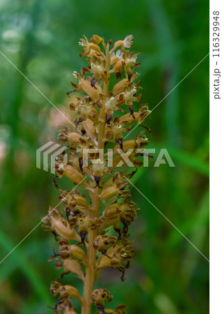 Bird's-nest Orchid Neottia nidus-avis in the forest undergrowth Bird's-nest Orchid Neottia nidus-avis in the forest undergrowth 116329948