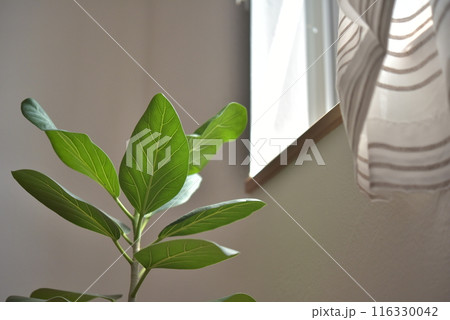 窓辺の観葉植物　フィカス 116330042