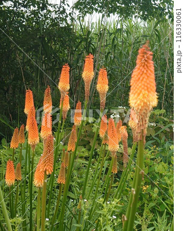 背の高い花のオオトリトマ 背の高い花のオオトリトマ 116330061