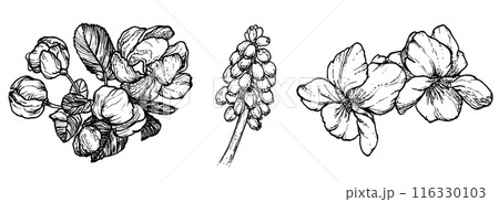 Spring flowers drawing with line art on white background 116330103