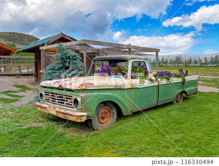 Orchard farm with old rusty truck serving as a decorative flowerbed Orchard farm with old rusty truck serving as a decorative flowerbed 116330494