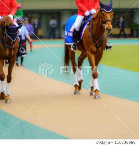 競馬場パドック　先導馬 116330669