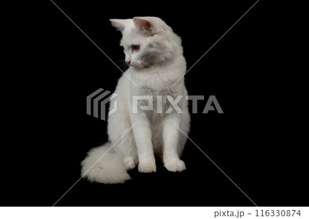 White Persian cat on a black background, studio shot, isolated. 116330874