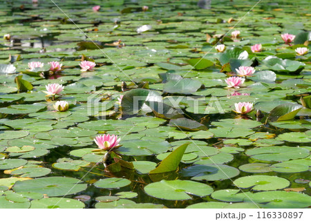 池に浮かぶ光り輝く睡蓮 池に浮かぶ光り輝く睡蓮 116330897