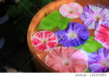 花手水　桶に浮かぶ朝顔の花びら 116331003