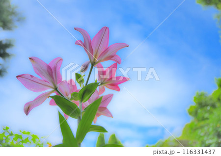 雨上がりの青空と公園に咲くピンク色のゆり　初夏イメージ 116331437