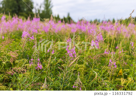 Wild pink flowers on a summer day, natural photo 116331792