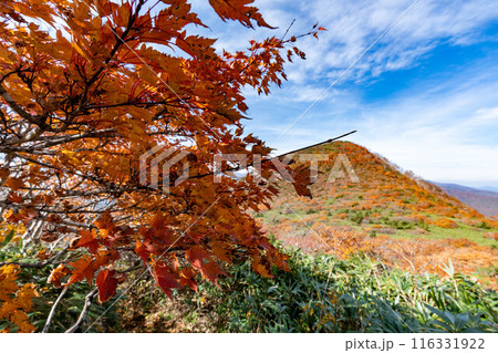 全山紅葉の鬼面山・箕輪山 116331922