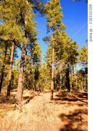 Near Lake of the Woods Arizona 116332109