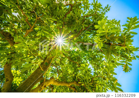 日本の横浜都市景観　青空に映えるヤマモモ…希望の光、花言葉はただひとりを愛する、一途…＝7月5日 116332209