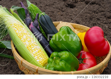 カゴに入った沢山の夏野菜 116332210