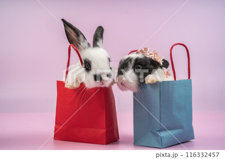 bunny Easter fluffy baby rabbit or new born rabbit. 116332457