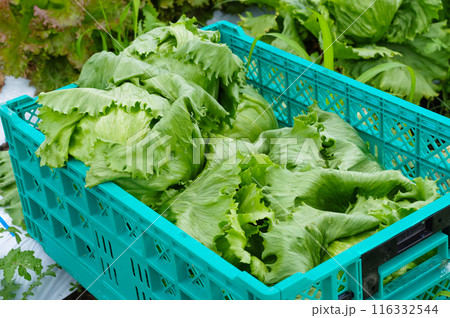 畑で元気に育つレタス 116332544