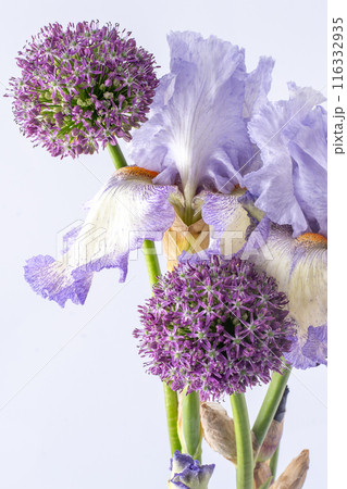 Iris flowers bouquet isolated on background. 116332935